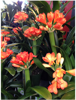 Clivia